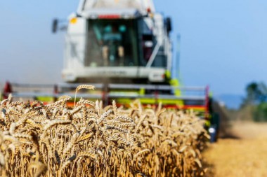 Landwirtschaft Niederrhein