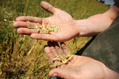 Landwirt Getreide Beruf