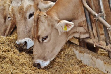 Milchbauern EU Agrarhilfen