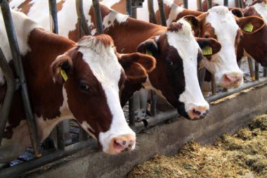 Milchpreise Nothilfe Milchbauern Kühe Milchprodukte Steuererleichterungen