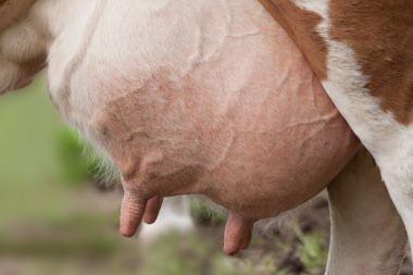 Milch Euter Beihilfen